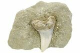 Hooked Mako Shark Tooth Fossil On Sandstone - Bakersfield, CA #223740-1